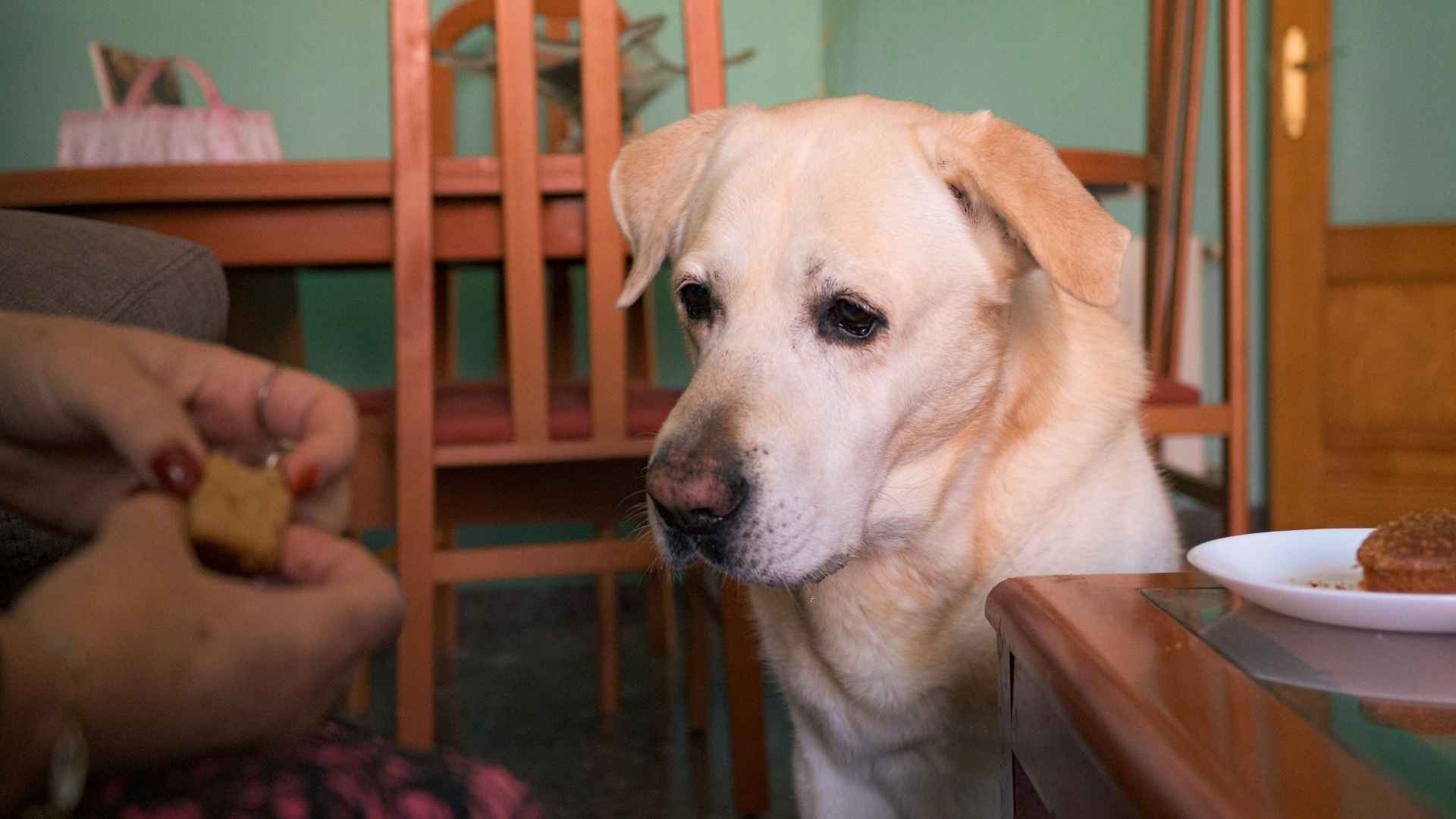 Perro mayor mirando la comida
